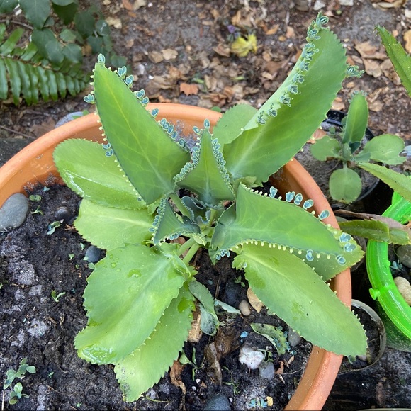 🌱3 LG Kalanchoe Mother of Thousands live Plants - Picture 3 of 16